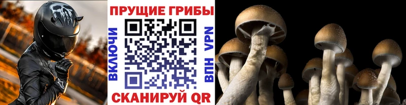 Псилоцибиновые грибы Cubensis  Разумное 